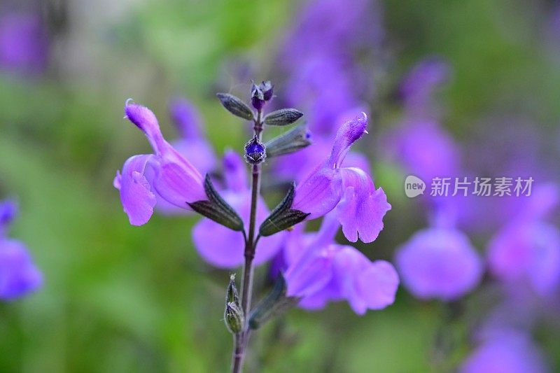 小叶鼠尾草/鼠尾草:蓝色花朵